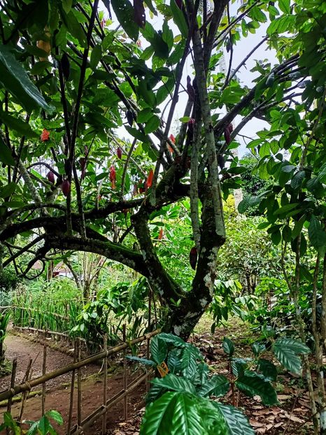 IMG20250524071745 - 7 Ubud