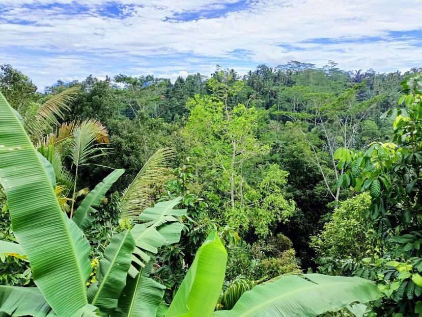 IMG20250524072328 - 7 Ubud