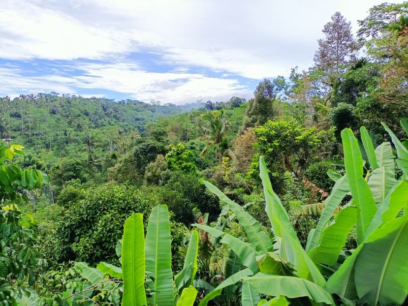 IMG20250524072334 - 7 Ubud