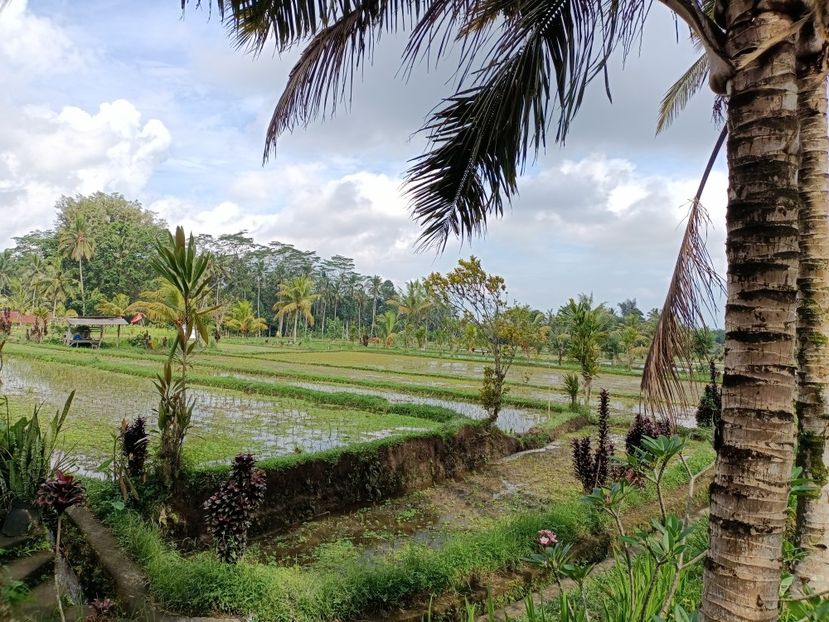IMG20250524095003 - 7 Ubud