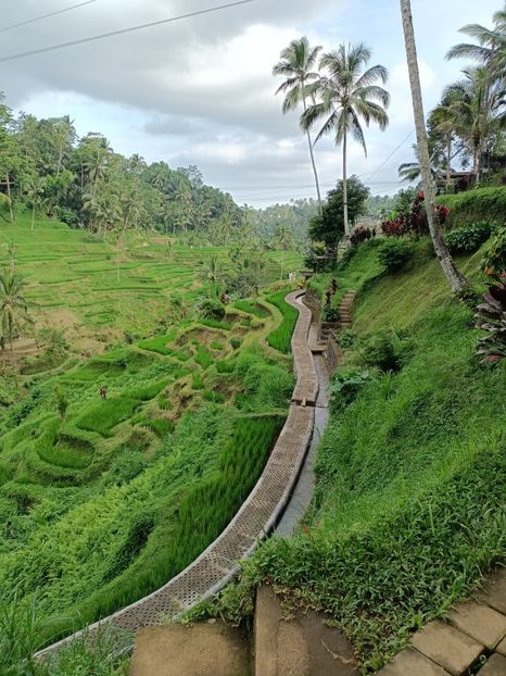 IMG20250524112221 - 7 Ubud