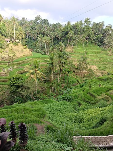 IMG20250524112226 - 7 Ubud