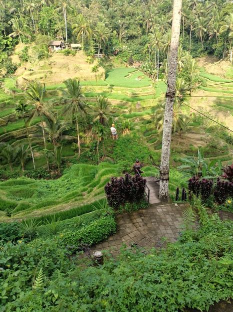 IMG20250524112557 - 7 Ubud