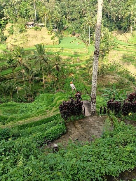 IMG20250524112558 - 7 Ubud