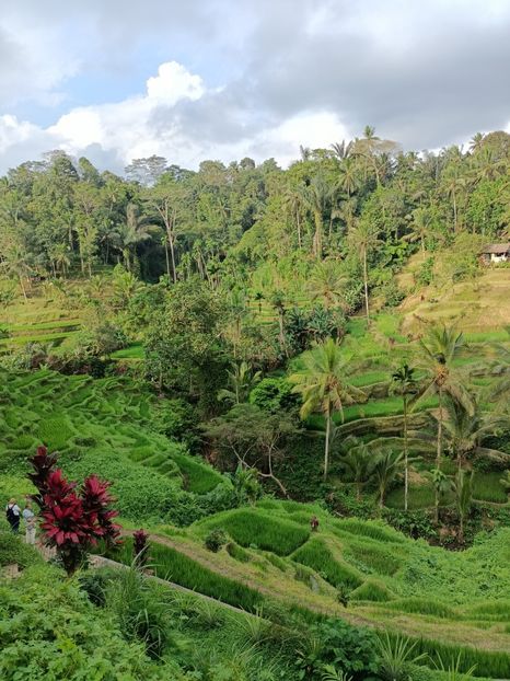 IMG20250524112605 - 7 Ubud