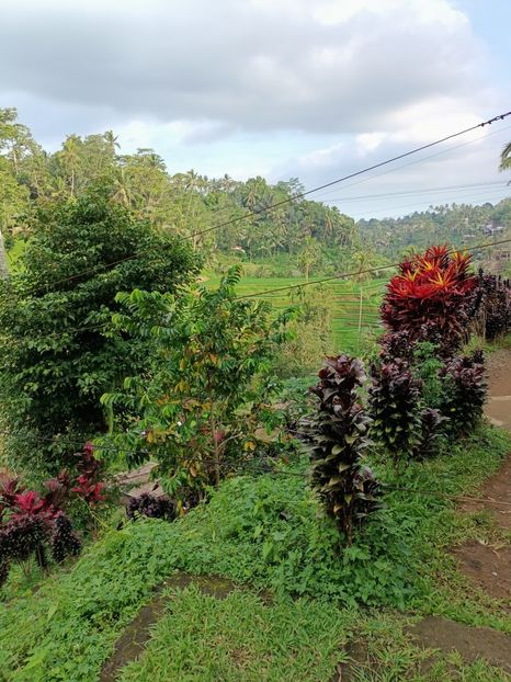 IMG20250524112609 - 7 Ubud