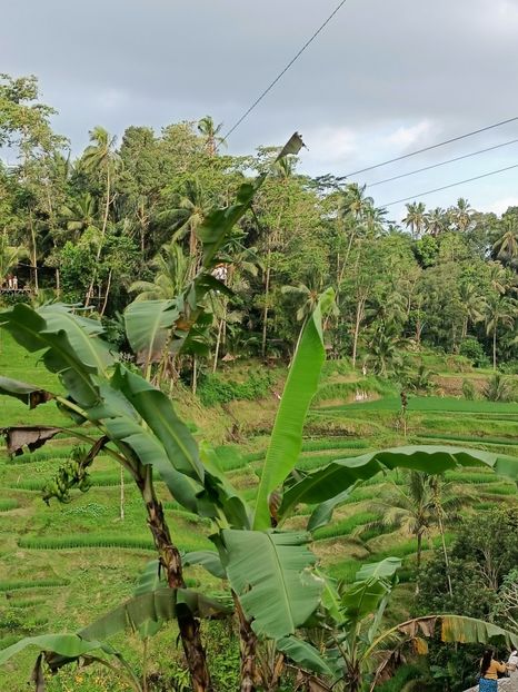 IMG20250524112656 - 7 Ubud