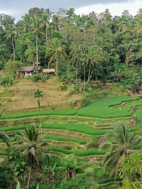 IMG20250524112721 - 7 Ubud