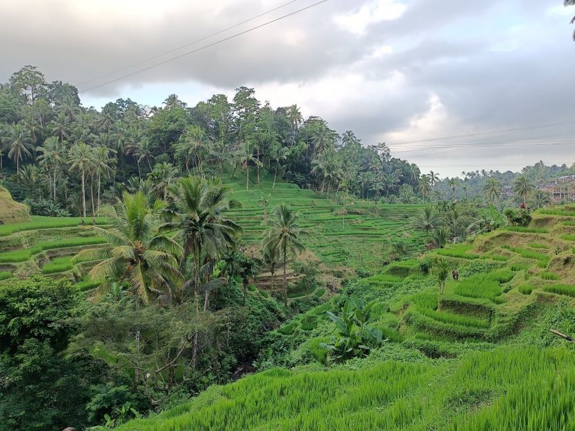 IMG20250524113529 - 7 Ubud