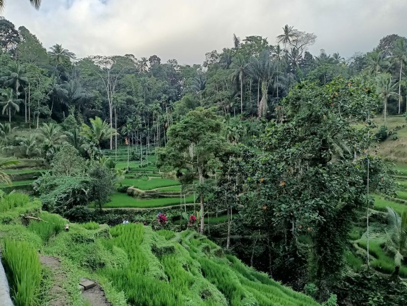 IMG20250524113538 - 7 Ubud