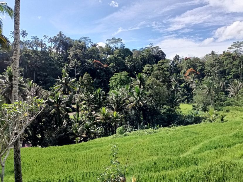 IMG20250525045748 - 7 Ubud