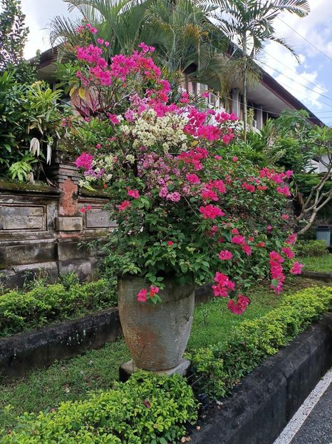 IMG20250525113118 - 8 Ubud 2