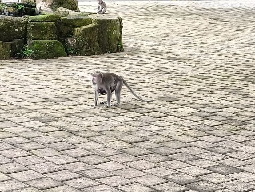 IMG20250527103133 - 10 Turul Mengwi