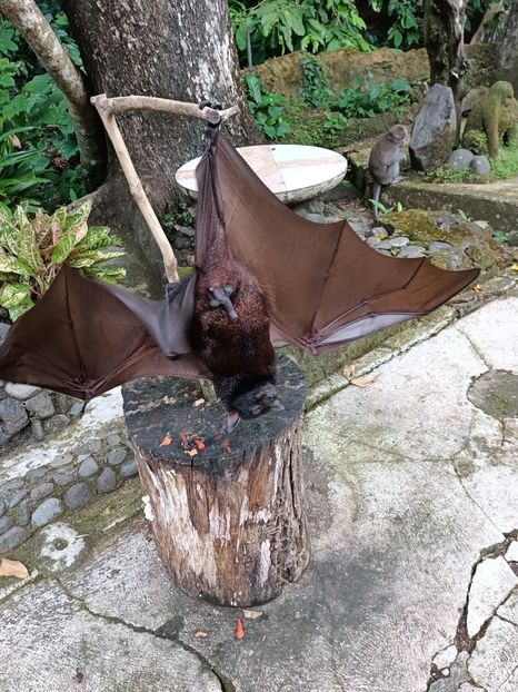 IMG20250527104318 - 10 Turul Mengwi