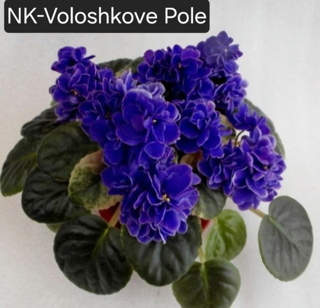 - A a a violete de colecție disponibile din 02062025