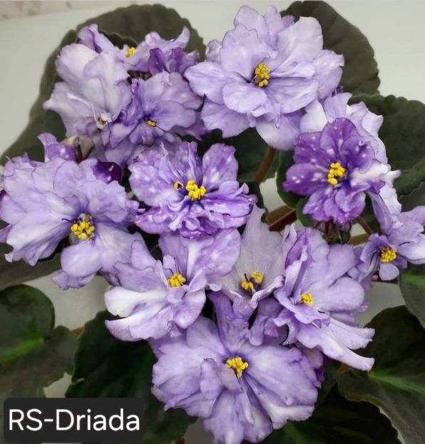  - A a a violete de colecție disponibile din 02062025