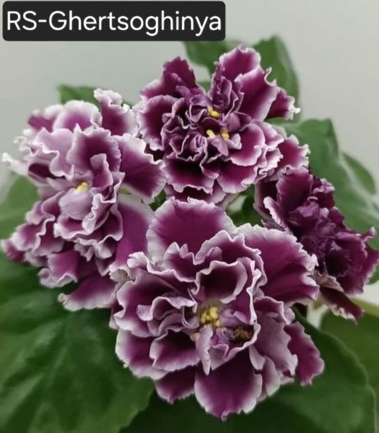  - A a a violete de colecție disponibile din 02062025