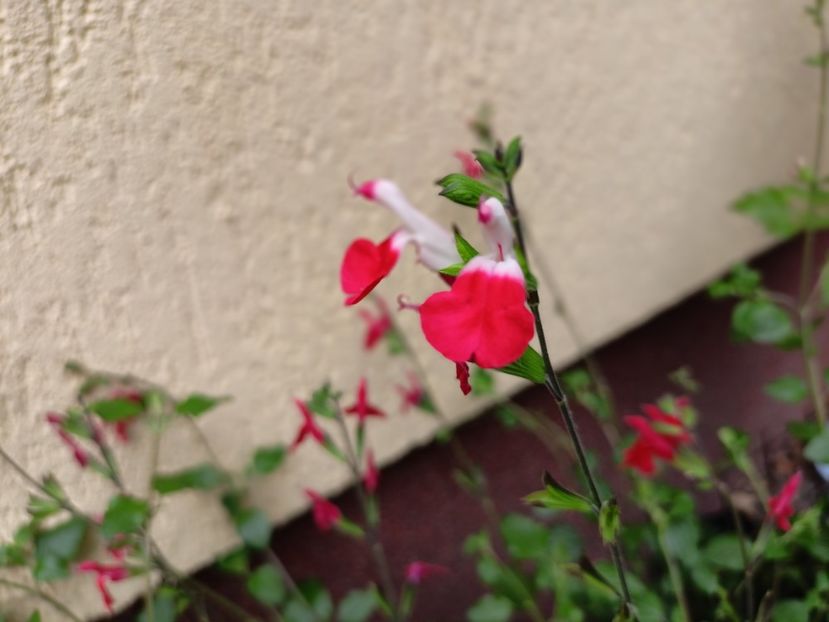 Salvia Hot Lips - Grădina 2025 continuare 3