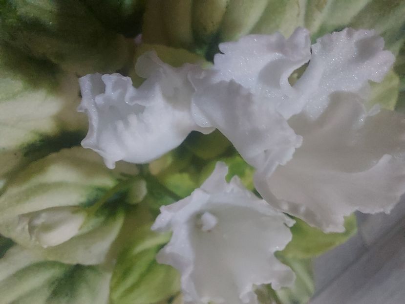  - Violeta OS-Dikhanie vesny