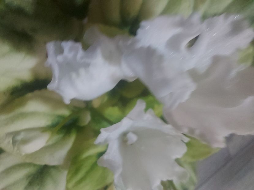  - Violeta OS-Dikhanie vesny