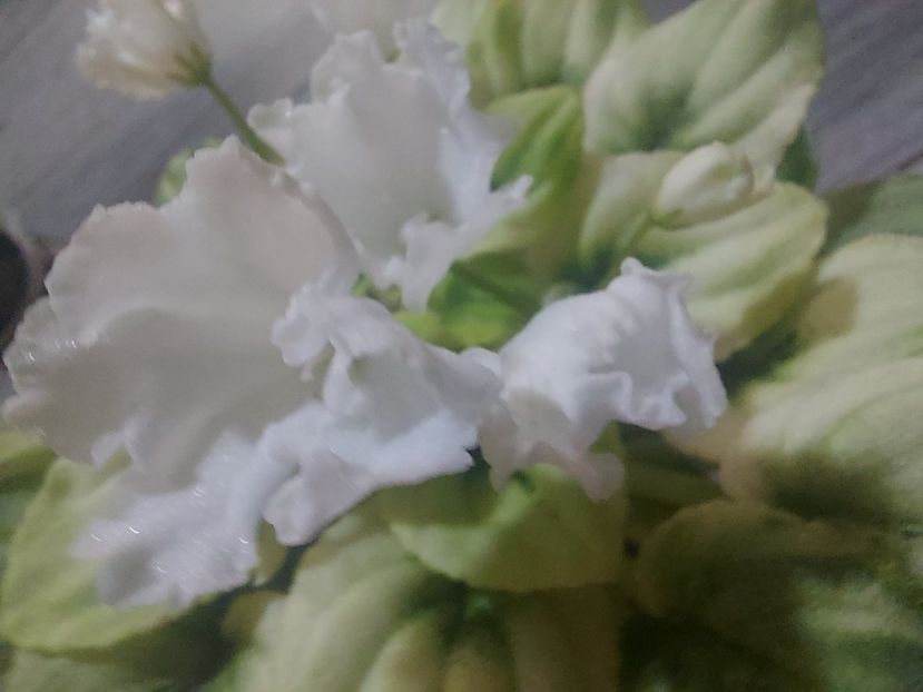  - Violeta OS-Dikhanie vesny