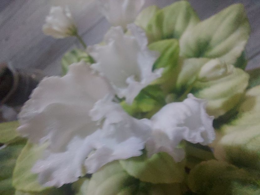  - Violeta OS-Dikhanie vesny