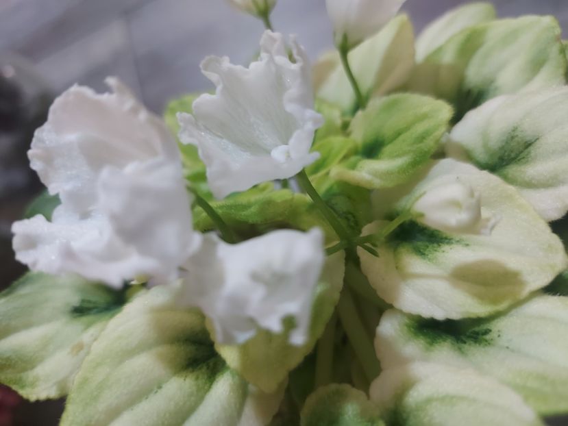  - Violeta OS-Dikhanie vesny