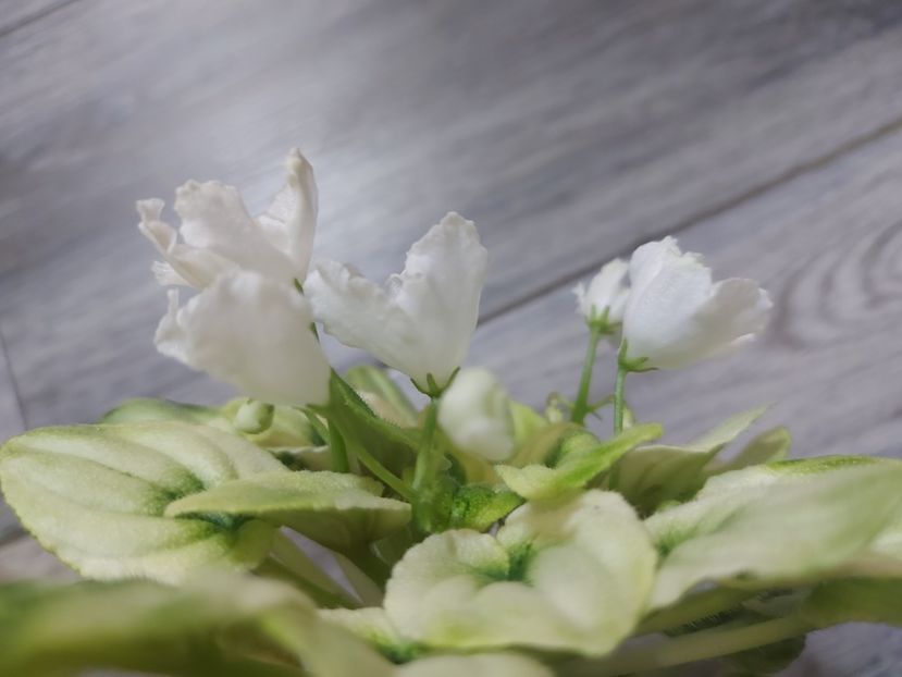  - Violeta OS-Dikhanie vesny