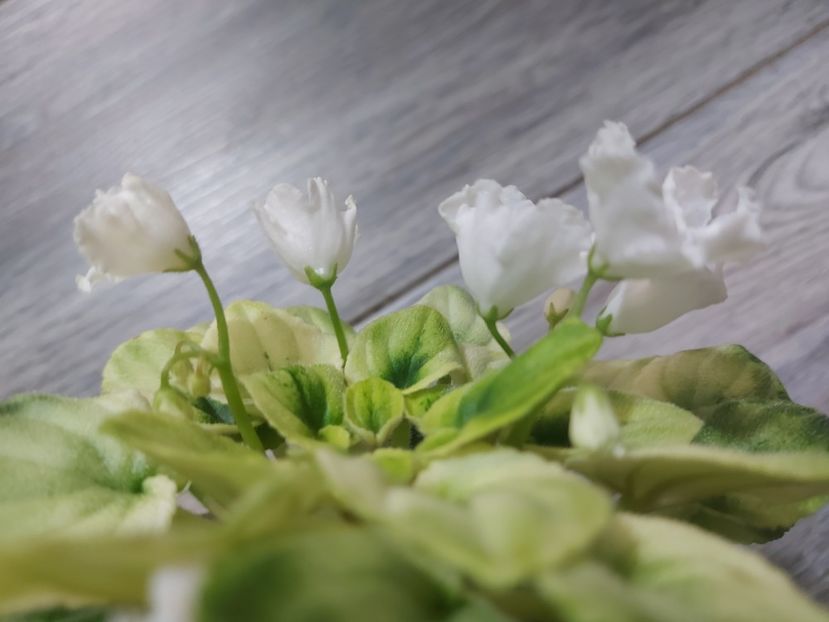  - Violeta OS-Dikhanie vesny