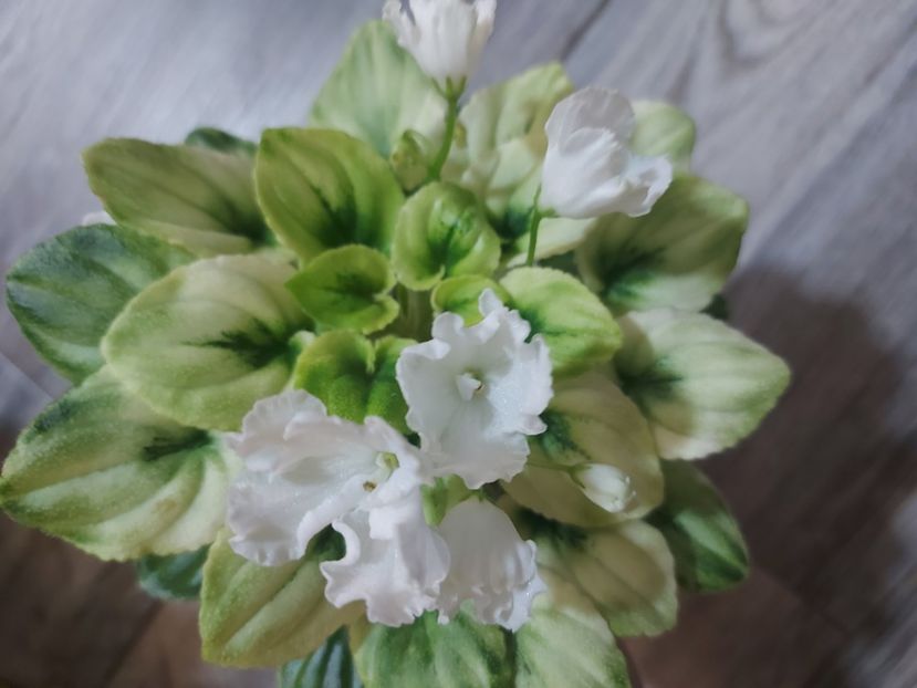  - Violeta OS-Dikhanie vesny