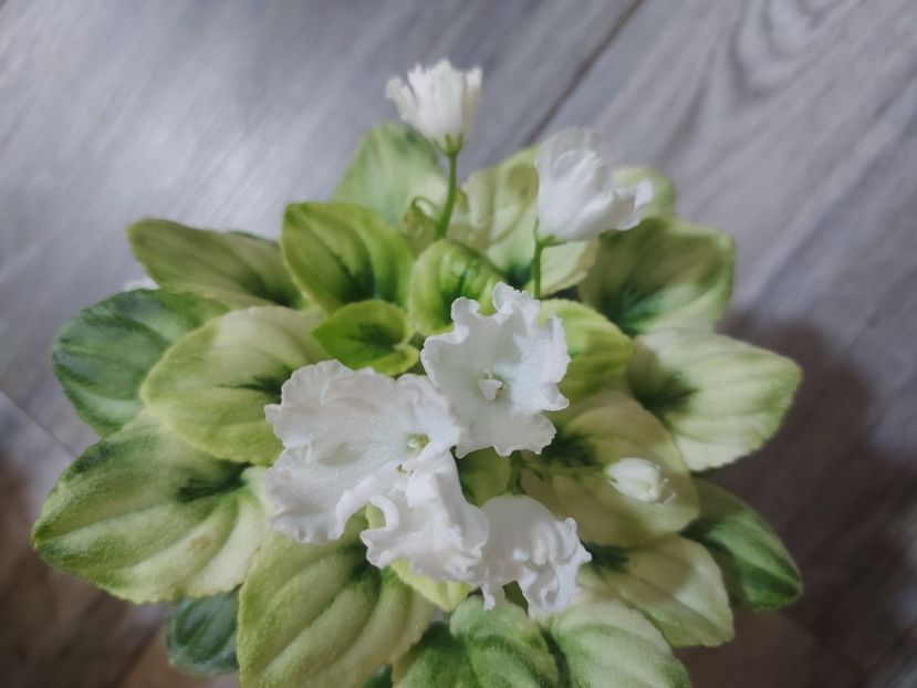  - Violeta OS-Dikhanie vesny