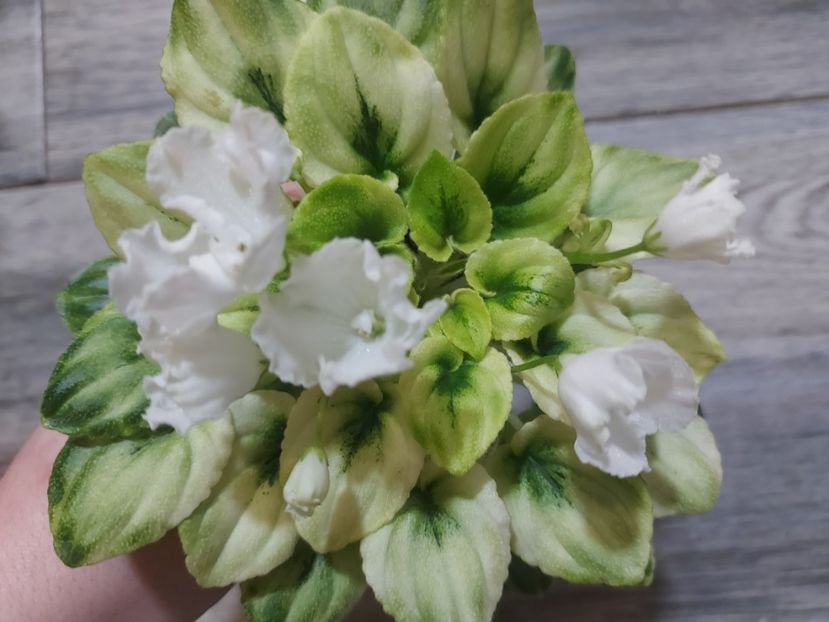  - Violeta OS-Dikhanie vesny