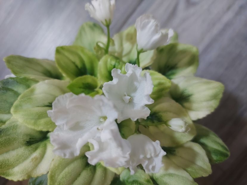  - Violeta OS-Dikhanie vesny