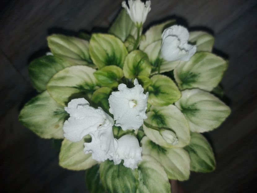  - Violeta OS-Dikhanie vesny