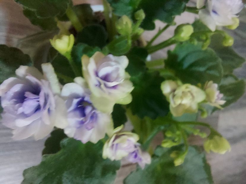  - Violeta Optimara little moonstone