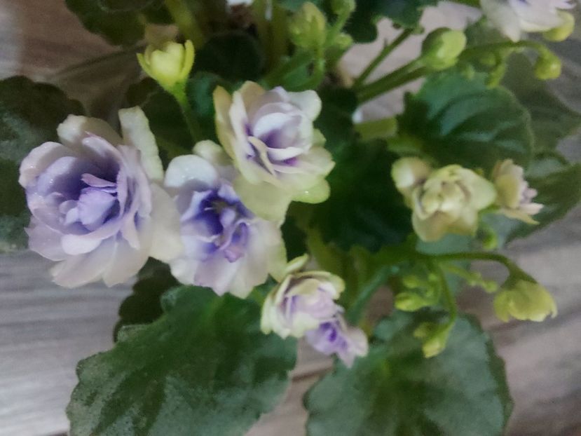  - Violeta Optimara little moonstone