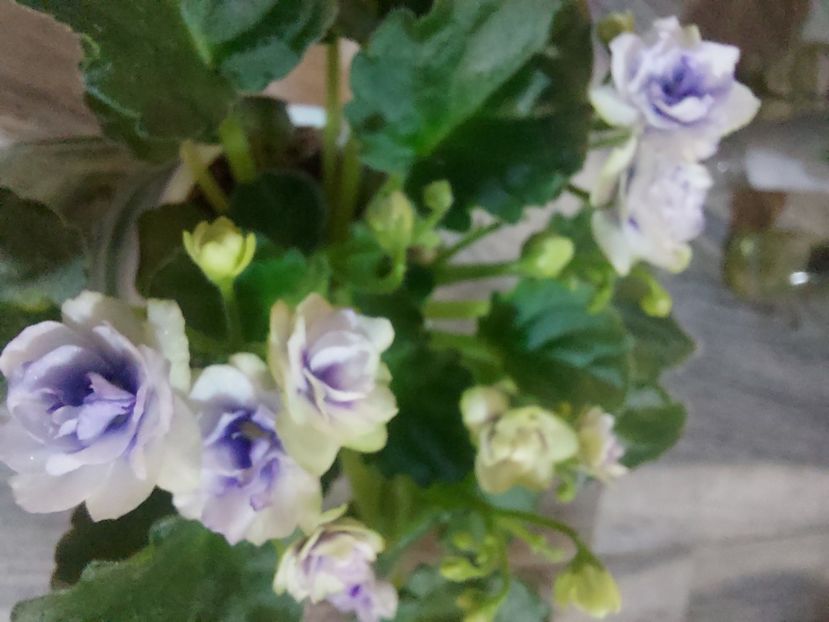  - Violeta Optimara little moonstone