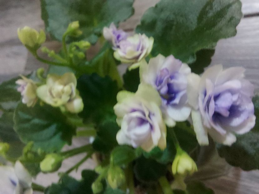  - Violeta Optimara little moonstone