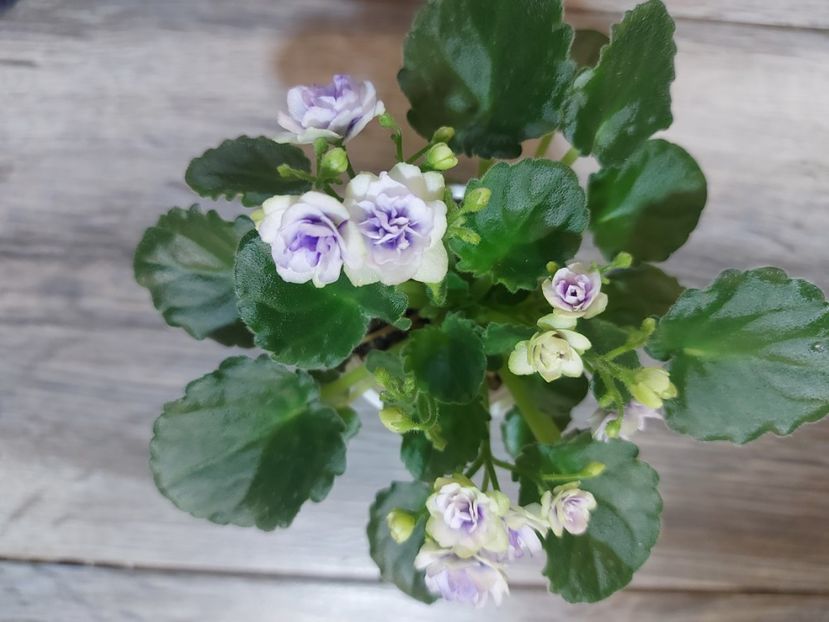  - Violeta Optimara little moonstone
