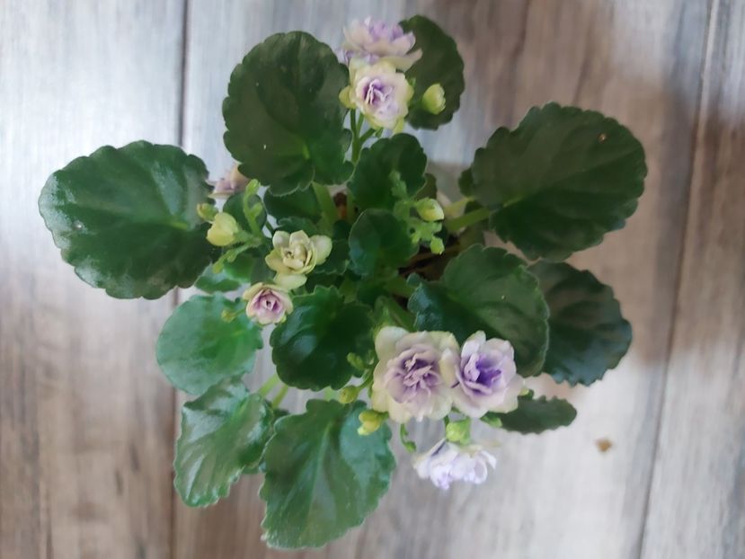  - Violeta Optimara little moonstone