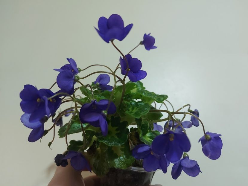  - Violeta Painted Silk