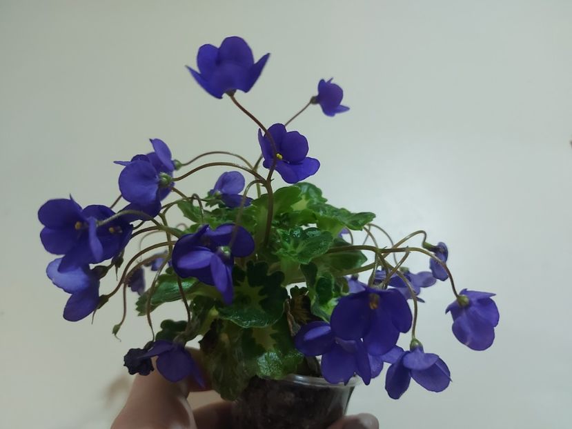  - Violeta Painted Silk