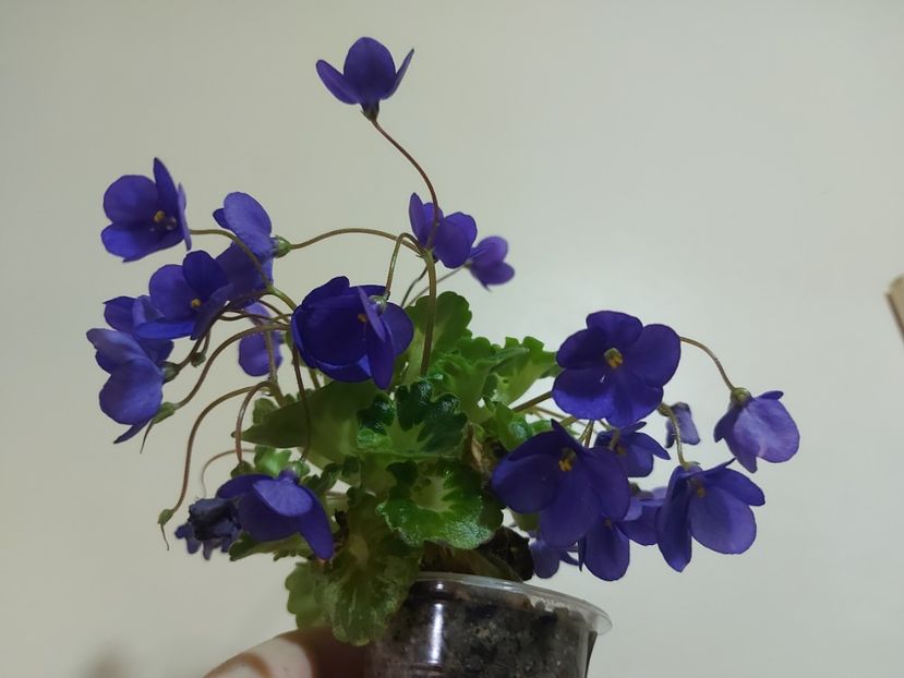  - Violeta Painted Silk