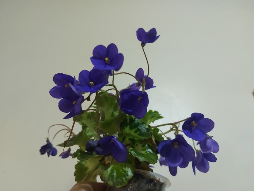  - Violeta Painted Silk