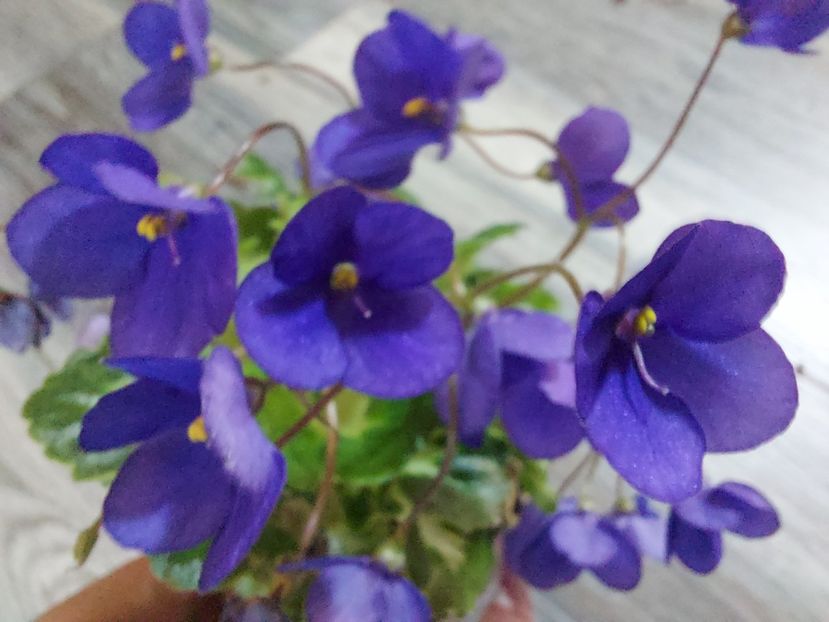  - Violeta Painted Silk