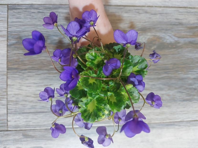  - Violeta Painted Silk