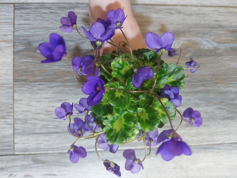  - Violeta Painted Silk