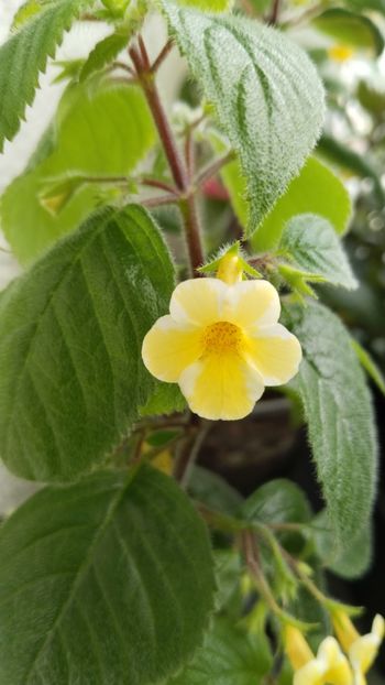  - 2025-AnYa s OLGA PIDPALA