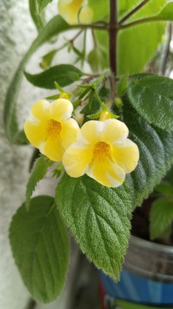  - 2025-AnYa s OLGA PIDPALA