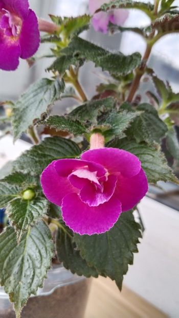  - 2025-Aurika s Raspberry Yolk